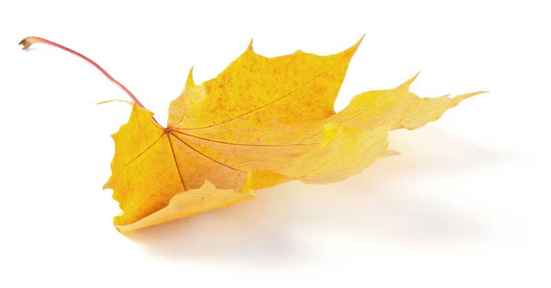 fall-special-leaf
